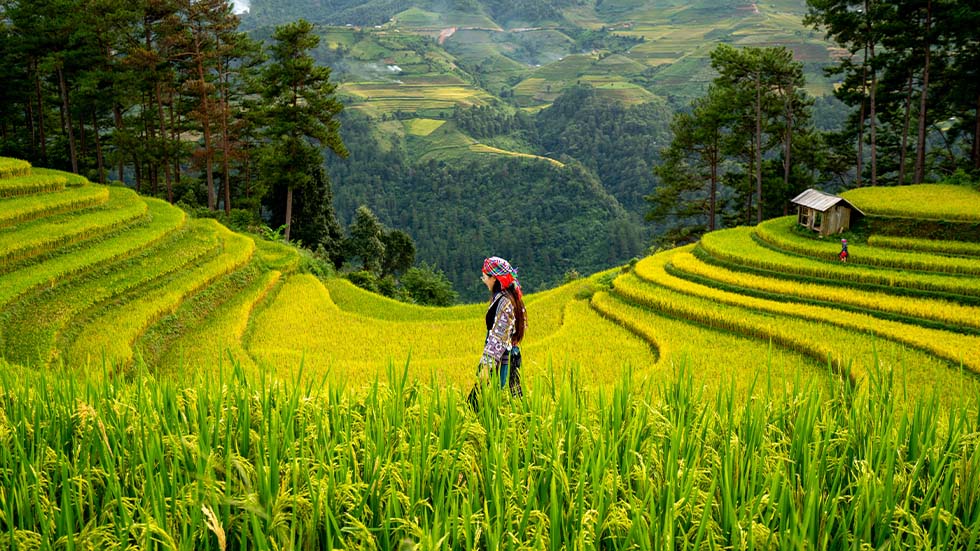 mu-cang-chai