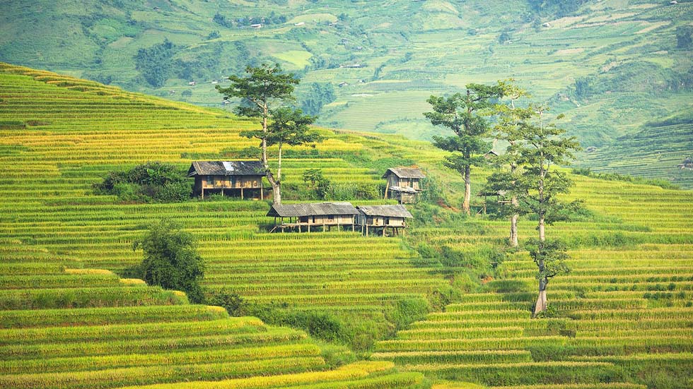 sapa