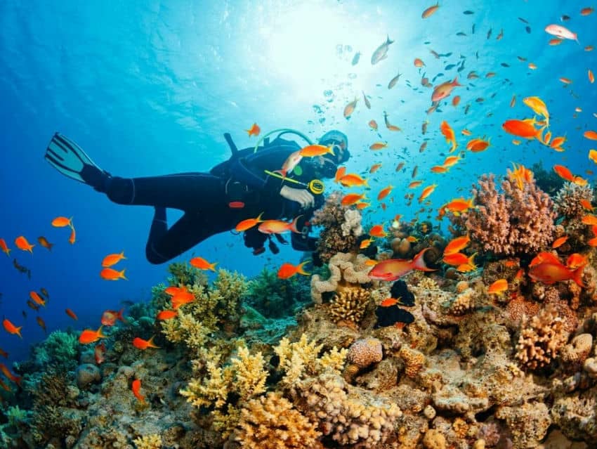 Immersioni-alla-riserva-naturale-di-cu-lao-cham