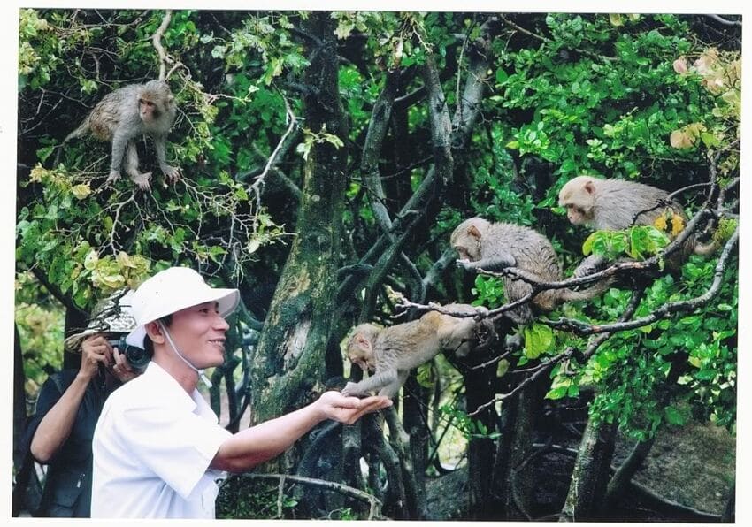 monkey-island-cat-ba