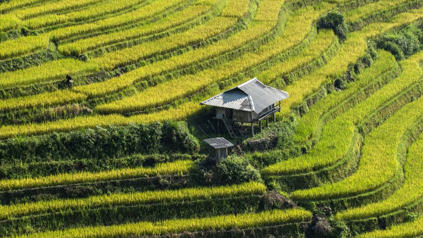 bac-ha