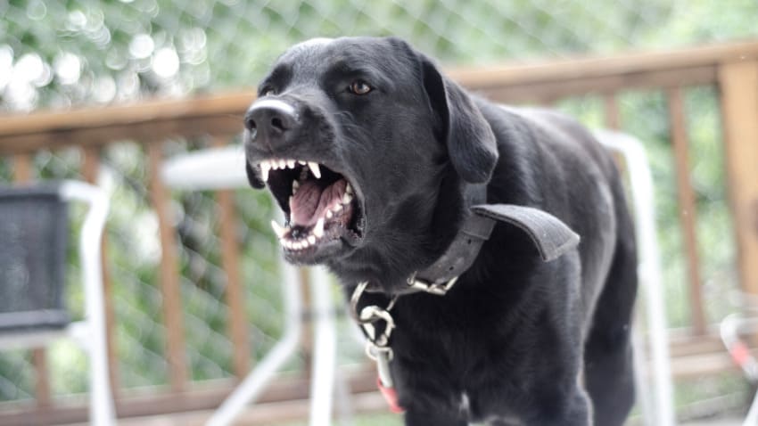 Un cane feroce e senza museruola ringhia.